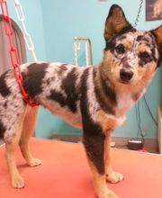 La Bichonnerie Henin image 2