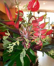 AU GRE DES FLEURS image 12