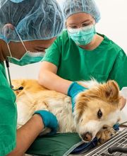 Tierarzt Vlotho, Tierarztpraxis am Roseneck Bild 7