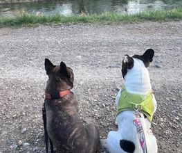 Focus Dogs Hundeschule KlG Bild 9