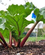 La Truffe du Mont, Christophe Corbaz Bild 3