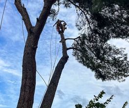 Sector Arbol imagen 3