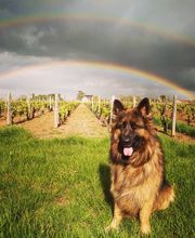 Domaine Chauveau image 4