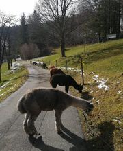 Alpaka Trekking Balmberg Tannenheim Bild 10