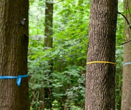 Freie Baumgrabstätten im FriedWald Schönebeck erkennen Besucher anhand farbiger Bänder.