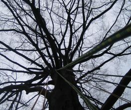 Trinkgeld GmbH Garten- & Landschaftsservice Bild 23