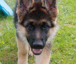 Happy-Dog-School Bild 1