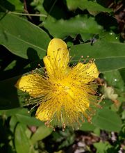 Brossier Corinne Magnétiseur Naturopathe image 5