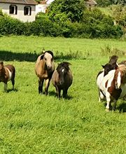 Millet Julia image 2