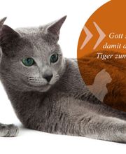 Callavet GmbH tierärztlicher Notdienst Bild 2