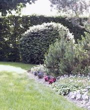 Gartenservice Küttigen Jakob Hauenstein AG Bild 2