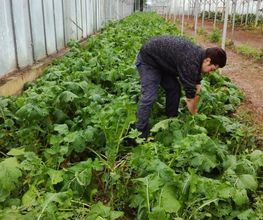 Le Panier Producteur image 11