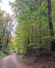 FriedWald Rümmingen Bild 4