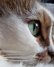 Kleintierpraxis Gerliswil AG Bild 3