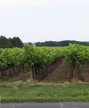 Cognac Michelet image 15