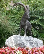 Markus Näf Baumpflege & Transporte