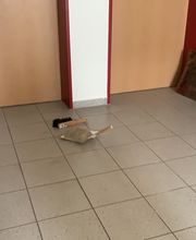 Reinigungs. Und Hausmeisterservice Dembowski Bild 8