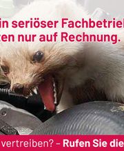 ATOX Schädlingsbekämpfungsfachbetrieb Bild 3