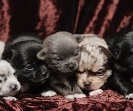 Chihuahuas vom Sonnenwald Bild 3