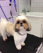 PRINCESS CANICHE image 9