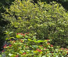 Hausmeisterservice & Gartenstyling Bild 8