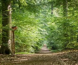 FriedWald Ostheide Bild 7