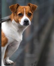 Der Haustier Fotograf  Hunde- & Tierfotografie aus München Bild 1