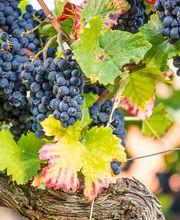 ZG Raiffeisen Agrar-Niederlassung und Getreidesilo Bild 2