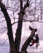 IdealFlora di Davide Gagliardini Bild 4