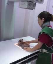 CLÍNICA VETERINARIA DEL VAL imagen 7