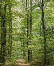 Waldbild im FriedWald Burg Plesse.
