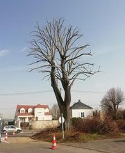 Cypres de Chez Vous image 2