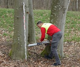 A.R.C.Tec Baumgutachten, Baumpflege Bild 6