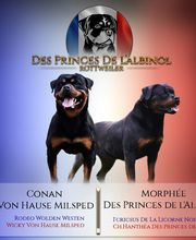 Elevage Des Princes De L'albinol image 14