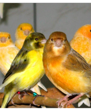 ZOO PHOENIX Silvia Gust Bild 4