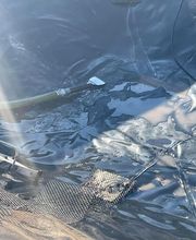 Balthazar Poupelain SAS image 7