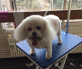 Domidogs image 16