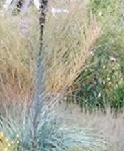 Wittinger Pflanzenhof & Fricke Garten- und Landschaftsbau GmbH & Co. KG, Heiko Fricke Bild 1