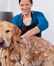 La Canicherie image 8