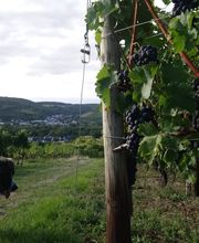 Vier Sterne Ferienwohnungen - Ahrtal - Alexandra Weiler Bild 1