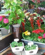 Chlorophylle image 5