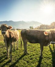 Politische Gemeinde Sevelen Bild 10