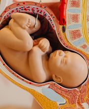 De Verloskundigenpraktijk Harderwijk