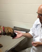 Chateau Dog & Cat Hospital image 17