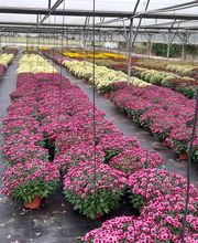 Marty Fleurs image 6