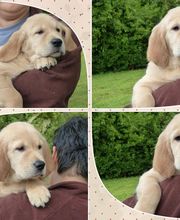 Elevage des Rives de la Bidouze image 18