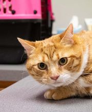 Highlands-Eldorado Veterinary Hospital image 18