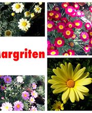 Gärtnerei Ziegler Samuel Bild 12