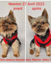 Le rêve des chiens image 3