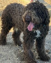 Adiestramiento Córdoba imagen 11